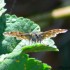 Petit papillon
