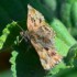 Petit papillon
