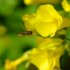 Fleur jaune