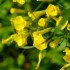 Fleur jaune