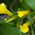 Fleur jaune
