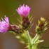 Fleurs de la nature