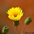 Fleurs de la nature