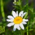 Fleurs de la nature