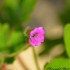 Fleurs de la nature