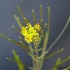 Fleurs de la nature