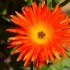 Fleurs de la nature