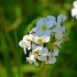 Fleurs de la nature