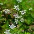 Fleurs de la nature