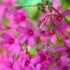 Fleurs de la nature
