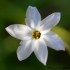 Fleurs de la nature