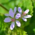 Fleurs de la nature