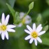 Stellaires Holostées