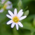 Stellaires Holostées