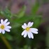 Stellaires Holostées