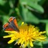 Les papillons