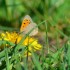 Les papillons