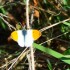 Les papillons