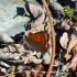 Les papillons