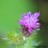 Chardon rose