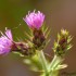 Chardon rose