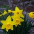 Jonquilles