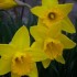 Jonquilles