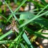 Abeille
