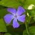 La pervenche (vinca) ou la vio