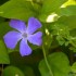 La pervenche (vinca) ou la vio