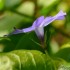 La pervenche (vinca) ou la vio