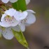 Fleurs enneigées
