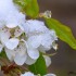 Fleurs enneigées