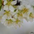 Fleurs enneigées