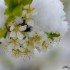 Fleurs enneigées