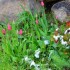 Tulipe