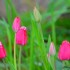 Tulipe
