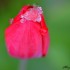 Tulipe