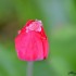 Tulipe