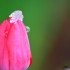 Tulipe