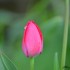 Tulipe