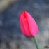 Tulipe
