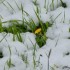 Neige