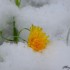 Neige