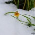 Neige
