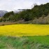 Colza