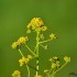 Plante sauvage