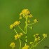 Plante sauvage