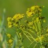 Plante sauvage