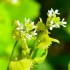 Aliaire officinale